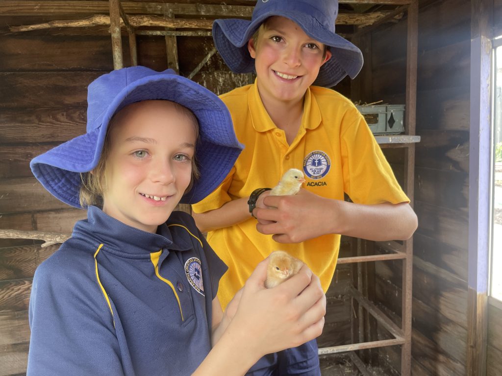 Seven newly hatched baby chicks under the care of Marshmallow, the resident hen, at Maranatha Christian School Officer Campus.